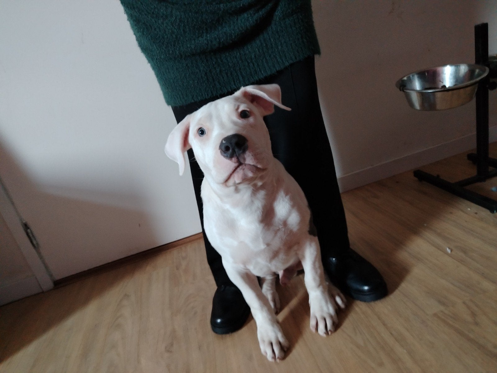 american bully  reu  pup Dbkc stamboom, Dieren en Toebehoren, 15 weken tot 1 jaar, CDV (hondenziekte), Eén hond, Nederland