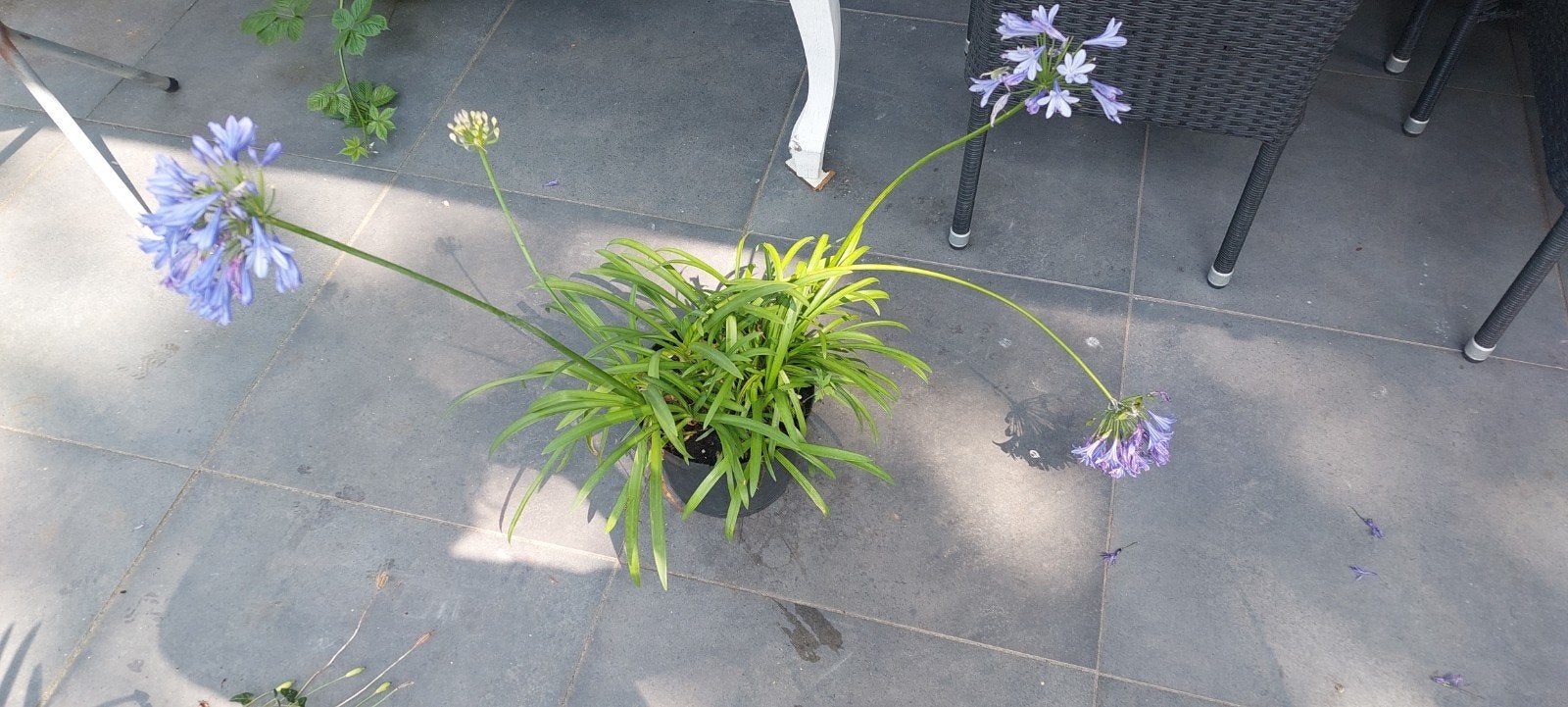 Agapanthus - Afrikaanse Lelie, Tuin en Terras, Volle zon, Vaste plant, Zomer, Ophalen