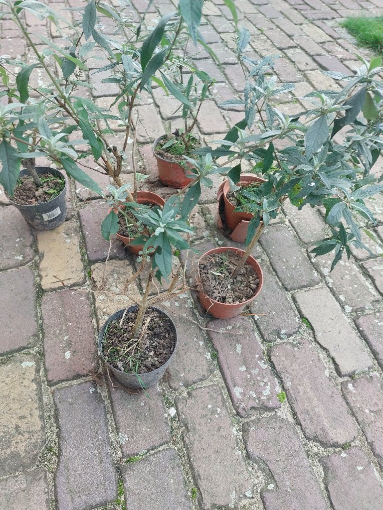 Vlinderstruik Buddleja in pot paarse bloemen biologisch, Overige soorten, Volle zon, Vaste plant, Ophalen of Verzenden
