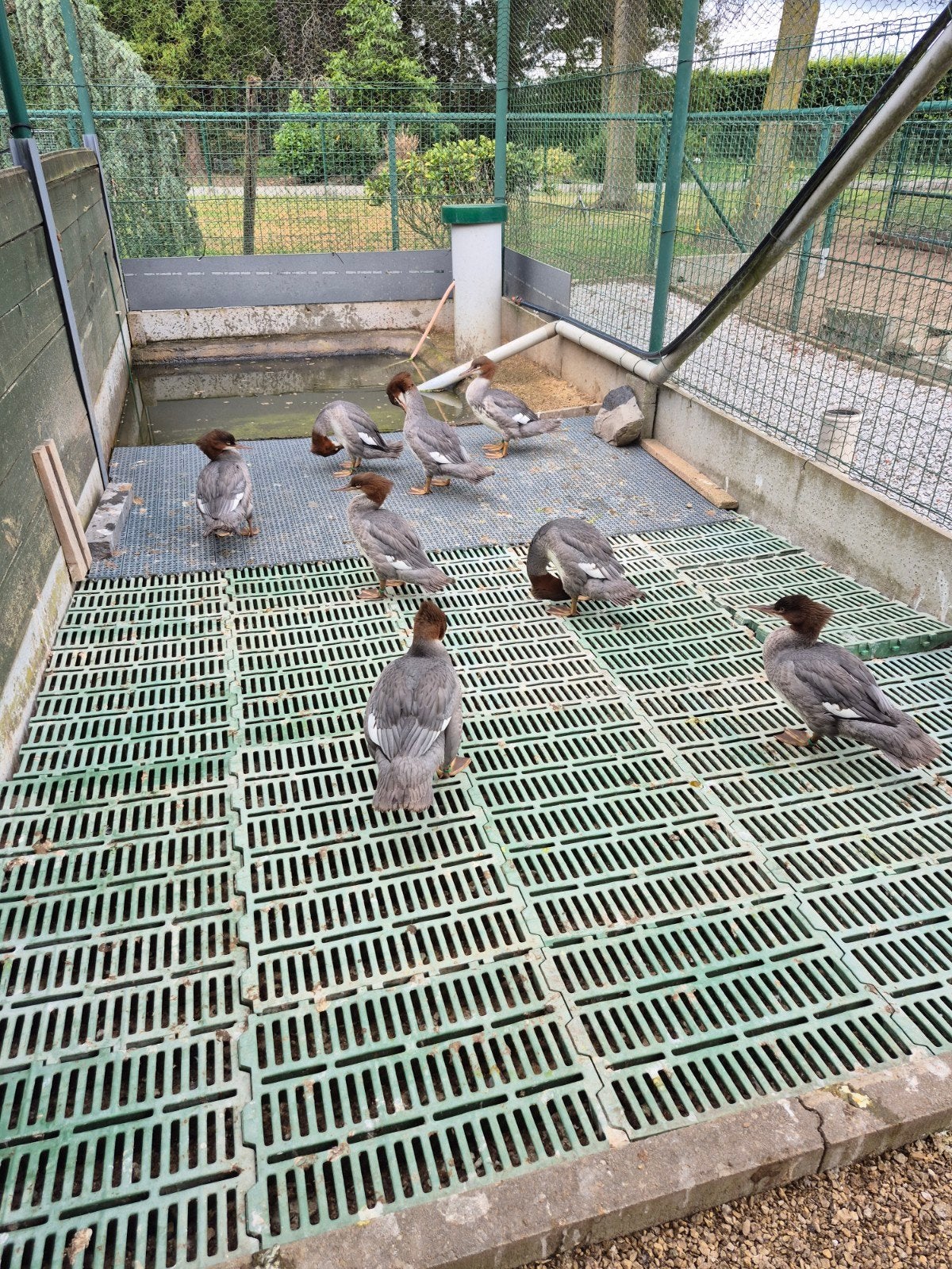 grote zaagbekken 2026, Dieren en Toebehoren, Vogels | Overige Vogels, Meerdere dieren, Tropenvogel, Geringd