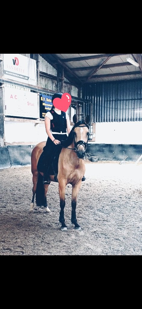 Prachtige valk d pony, Dieren en Toebehoren, Dressuurpony, Zadelmak, 3 tot 6 jaar, D pony (1.37m tot 1.48m)