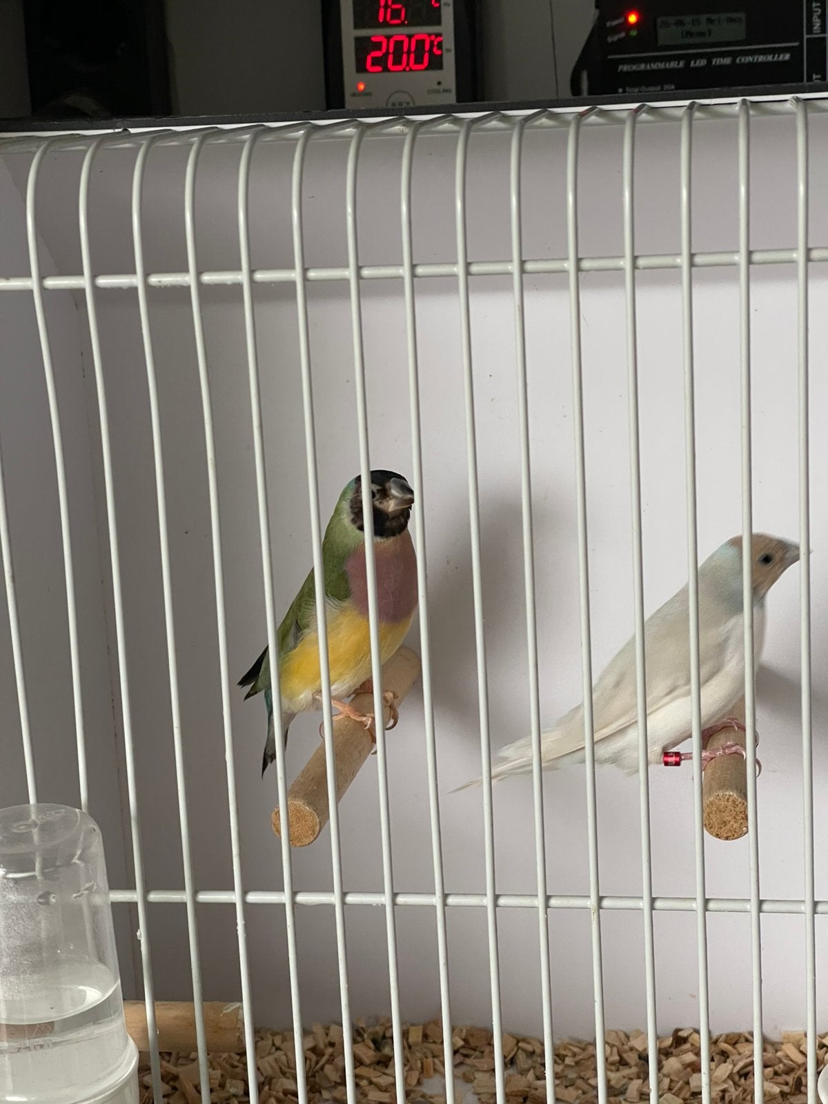 Gouldamadines, Meerdere dieren, Tropenvogel