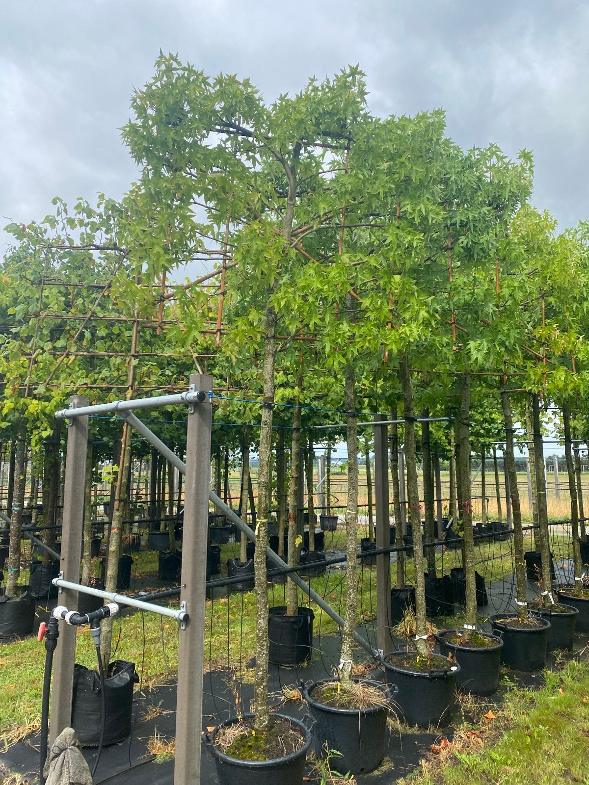 Liquidambar Styraciflua - Amberboom - Leiboom, Bloeit niet, Leiboom, Ophalen of Verzenden, 250 tot 400 cm