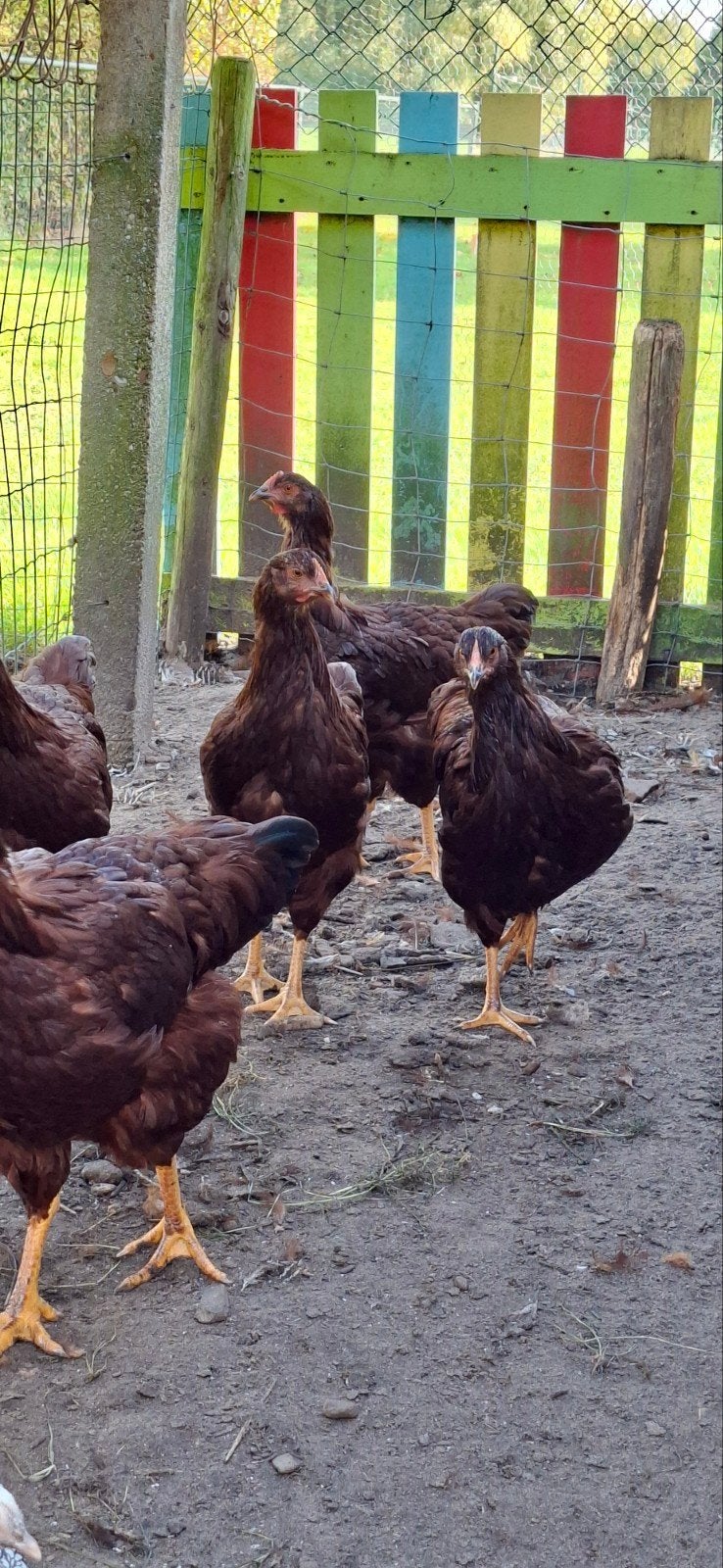 te koop 2 Rhode Island Red hennen, Dieren en Toebehoren, Vrouwelijk, Kip