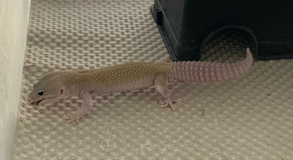Luipaard Gekko Blizzard Male geb 01-07-2025 Leopard Gecko - unknown for sale from Eindhoven noord