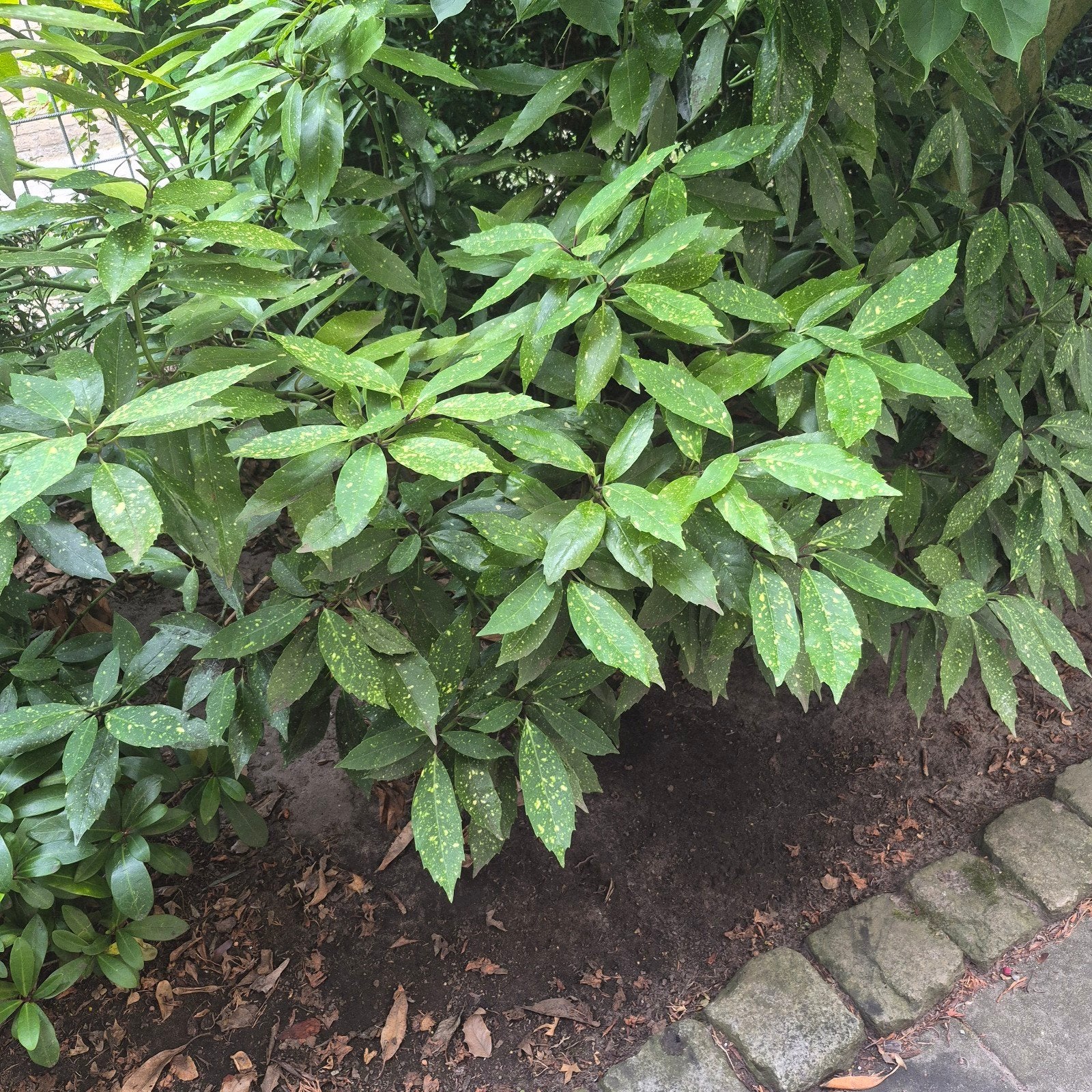 Gratis Japanse Broodboom (Aucuba japonica) - zelf uitgraven, Tuin en Terras, Planten | Tuinplanten, Ophalen