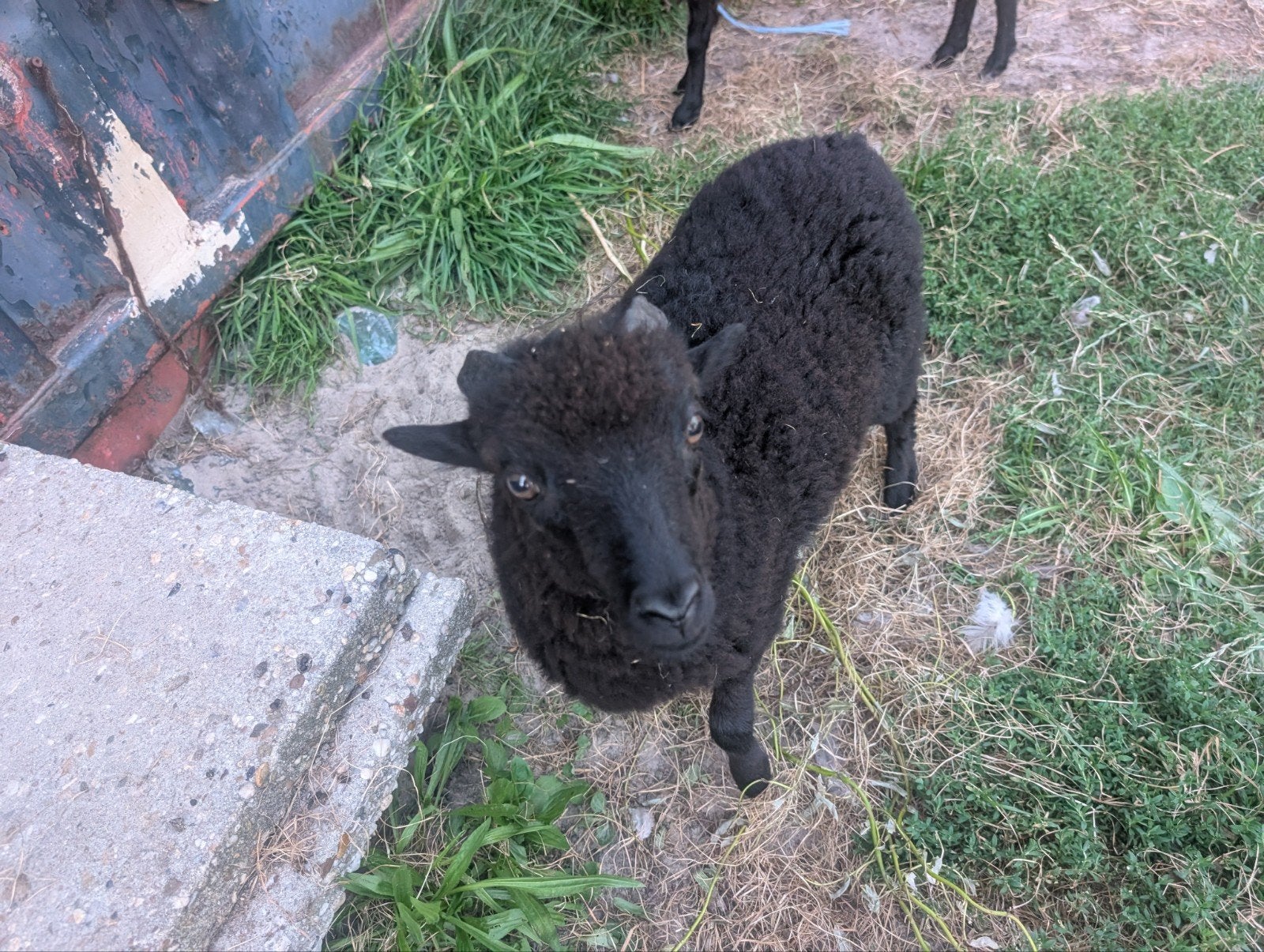 Ouessantschaap ram lammetje Handtam geen ubn, Dieren en Toebehoren, Mannelijk, Schaap, 0 tot 2 jaar