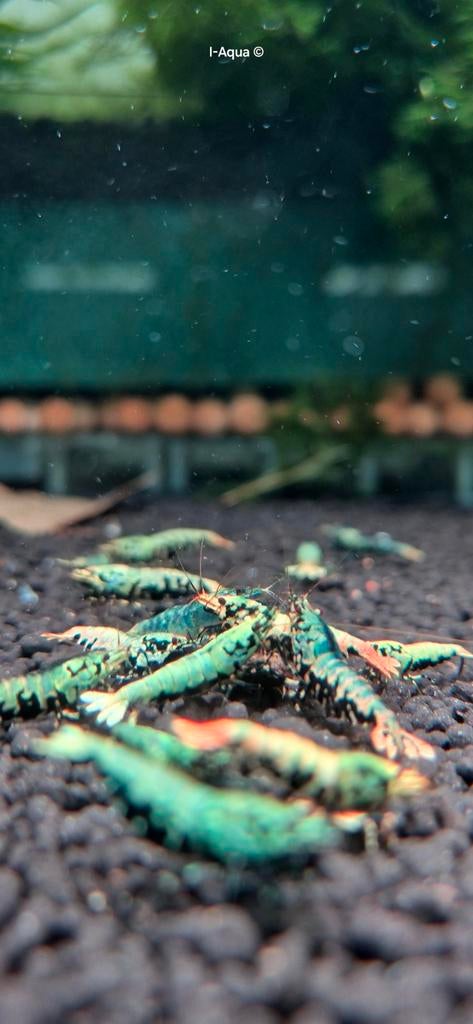 Multicollor Boa garnalen limited edition bezorging, Dieren en Toebehoren, Slang, 0 tot 2 jaar