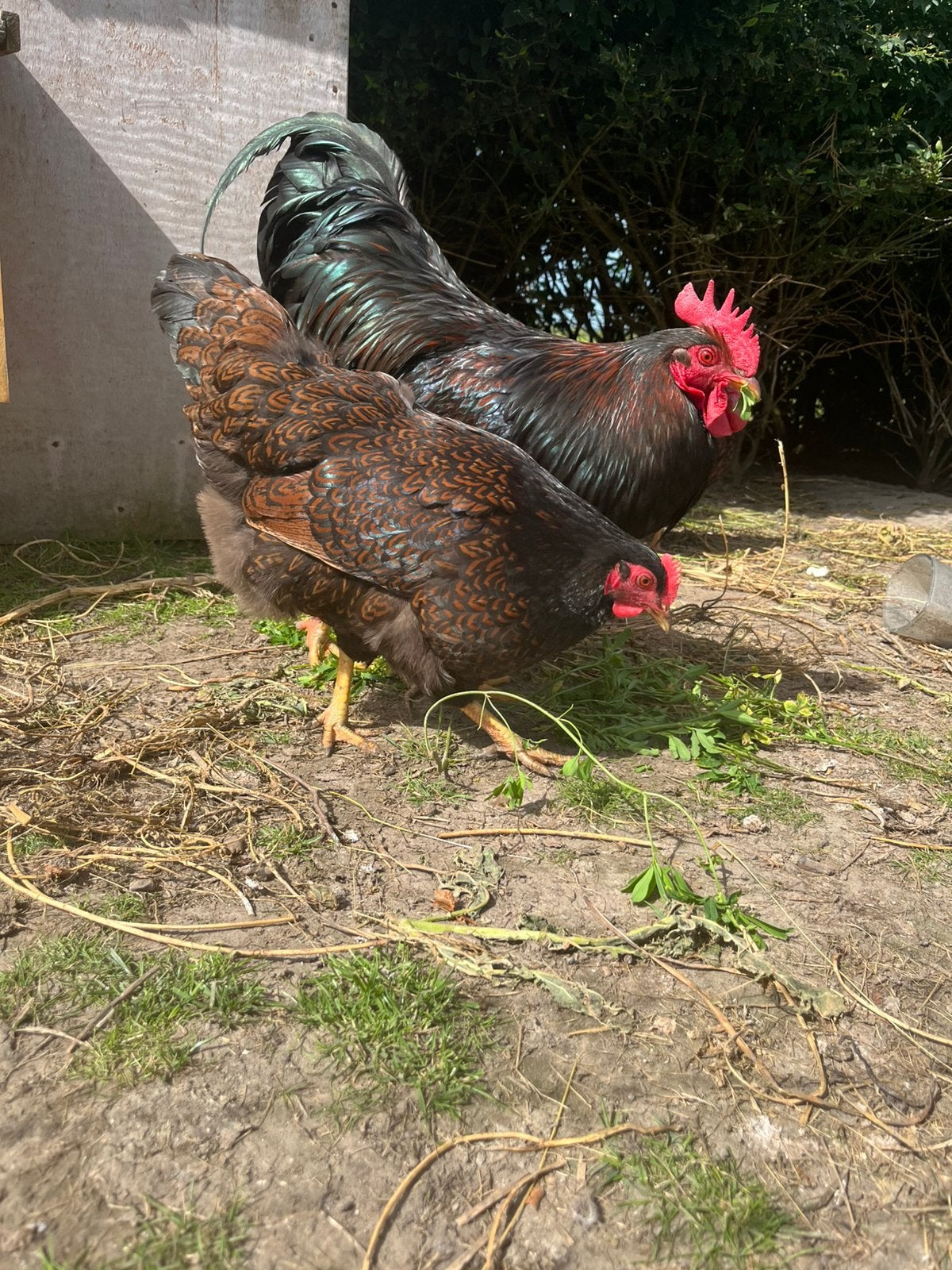 Broedeieren barnevelder, Geslacht onbekend, Kip