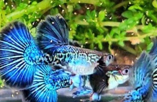 🐉🔵🐟Platinum Blue dragon SS HM 🔵🐟🐉Raszuiver gup,guppen, Vis, Zoetwatervis