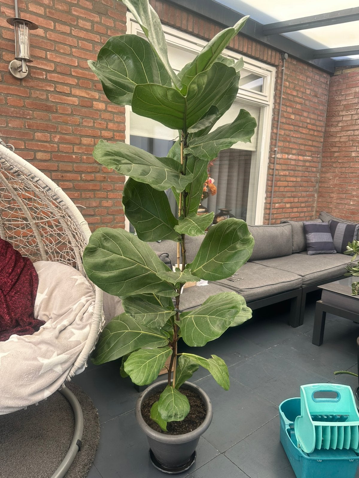 Ficus lyrata, Ophalen, Overige soorten, Volle zon