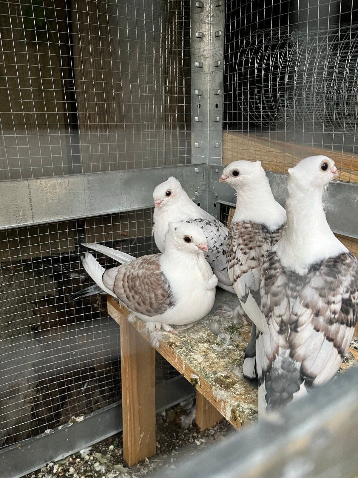 Duiven, Meerdere dieren, Overige soorten