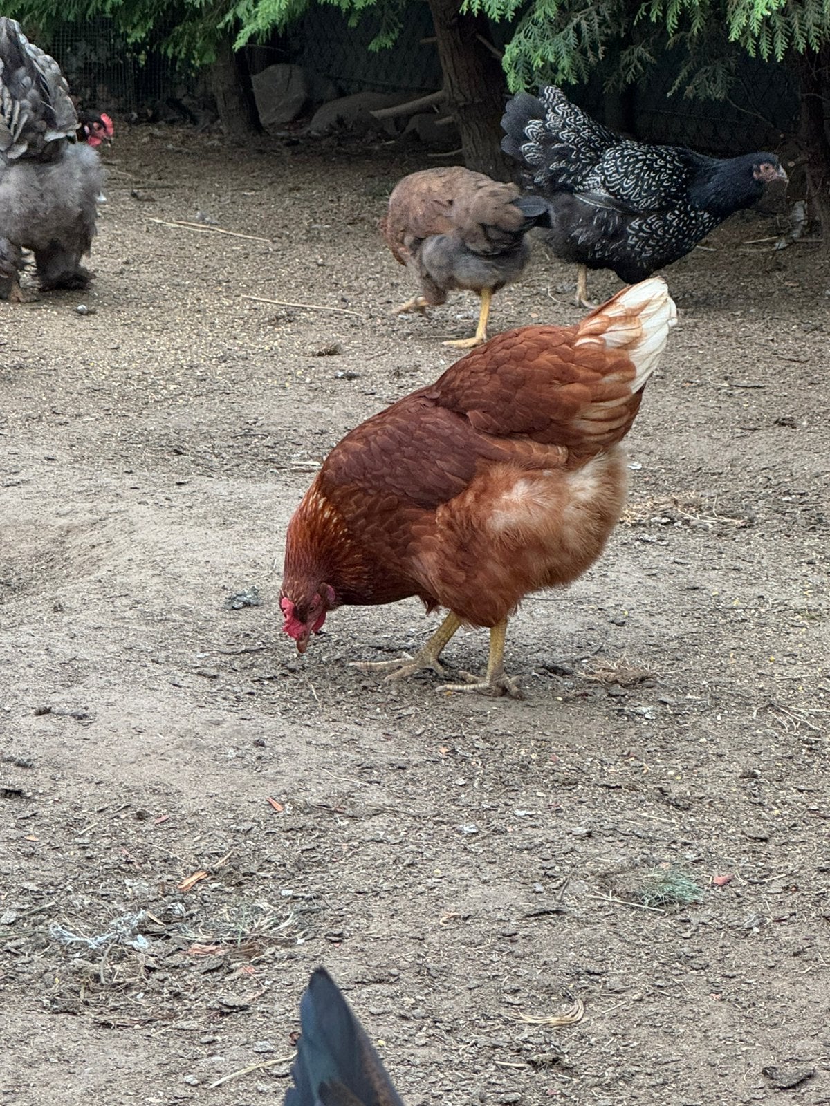 4 Jonge legkippen te koop., Dieren en Toebehoren, Pluimvee, Vrouwelijk, Kip
