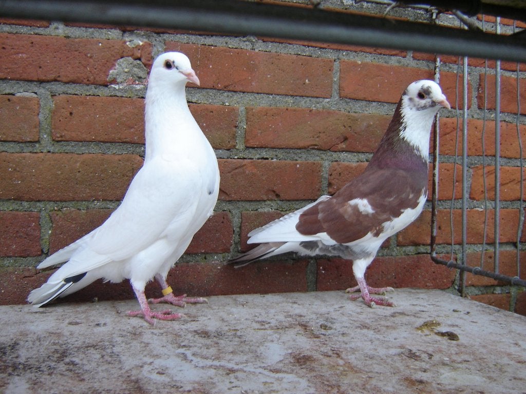 Sierduiven.., Meerdere dieren, Overige soorten