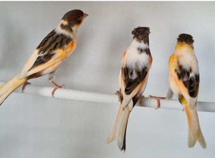 Gezocht!!! Harlekijn kanaries, Dieren en Toebehoren, Vogels | Kanaries, Meerdere dieren, Kleurkanarie