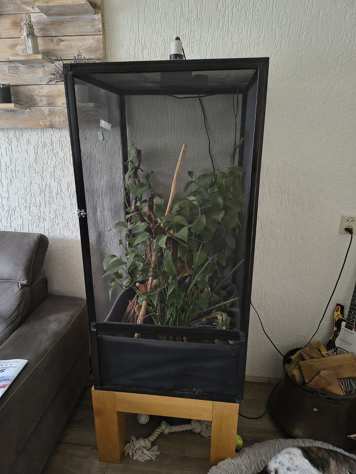 Gaas terrarium. 120x60x60., Ophalen, Zo goed als nieuw, Terrarium of Paludarium