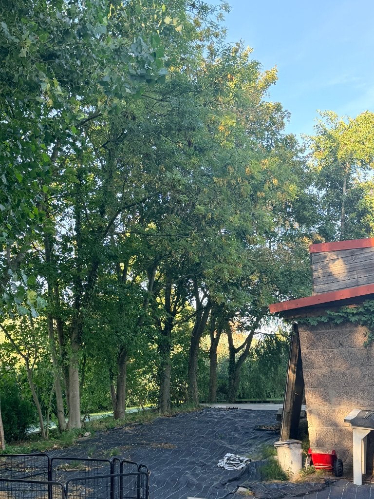 gezocht: boomonderhoud in ruil voor gratis haardhout, 6 m³ of meer, Ophalen