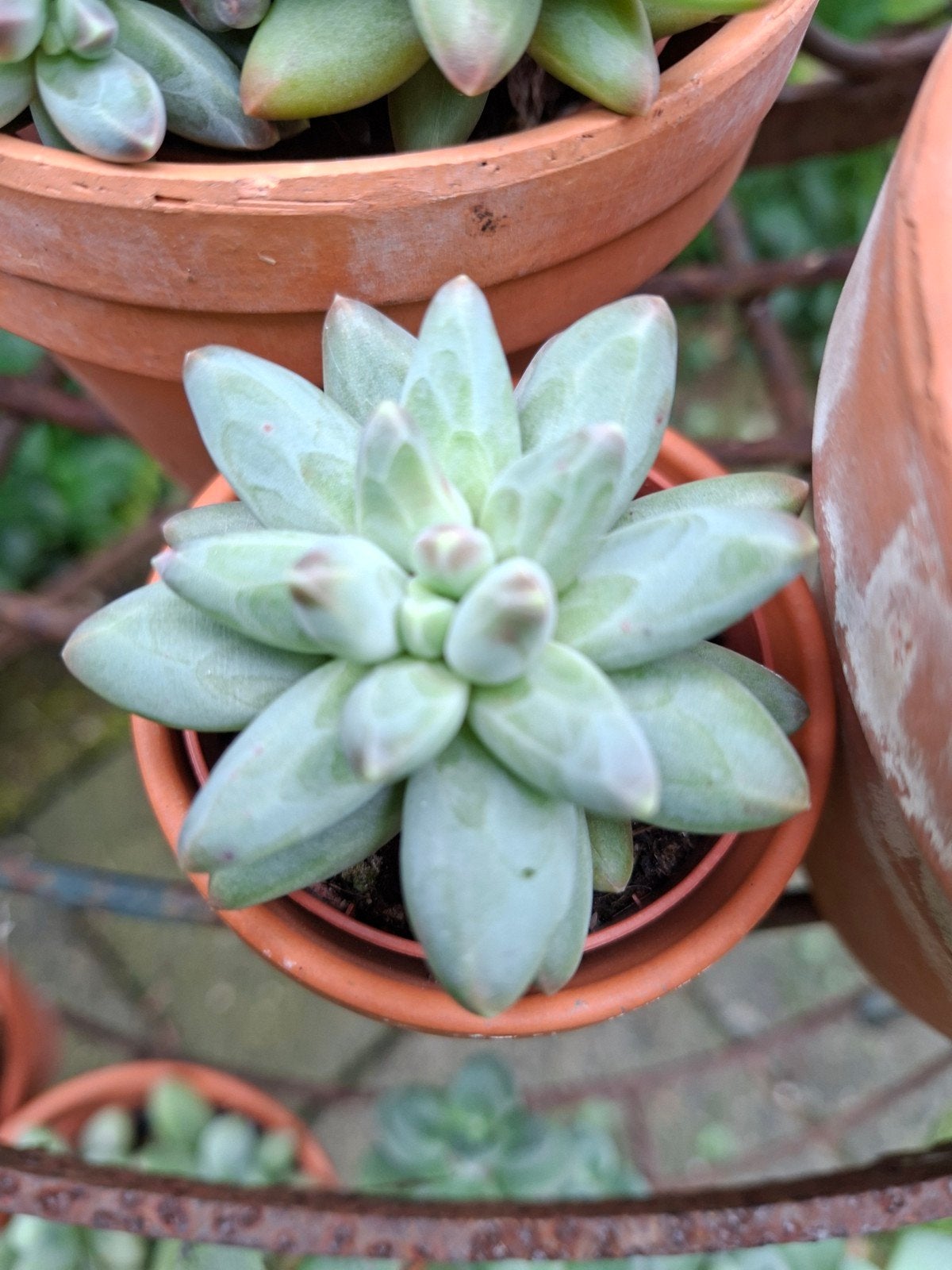 Succulent, Tuin en Terras, Planten | Tuinplanten, Ophalen of Verzenden, Overige soorten, Volle zon