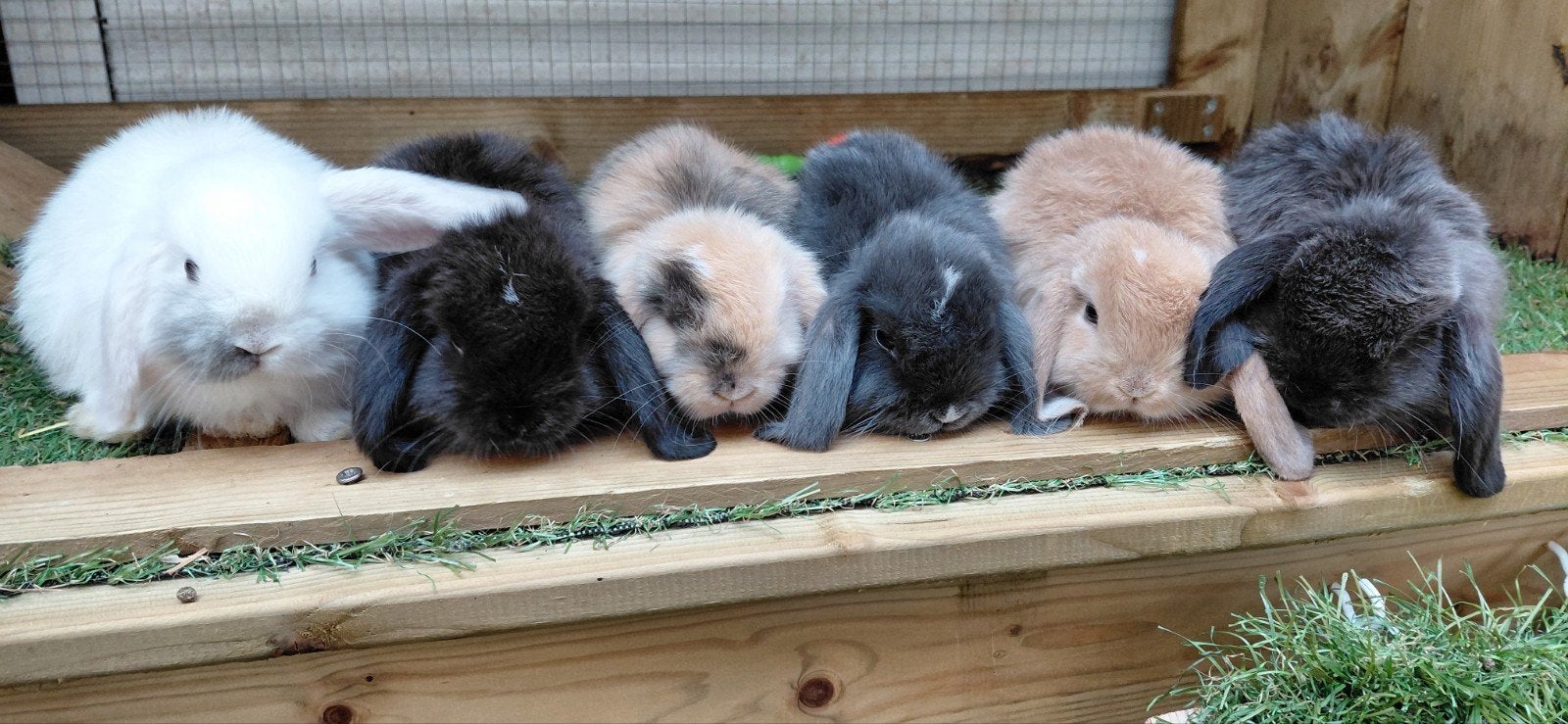 nhd minilop hangoor dwerg konijntjes, Dieren en Toebehoren, Konijnen, Meerdere dieren, Hangoor