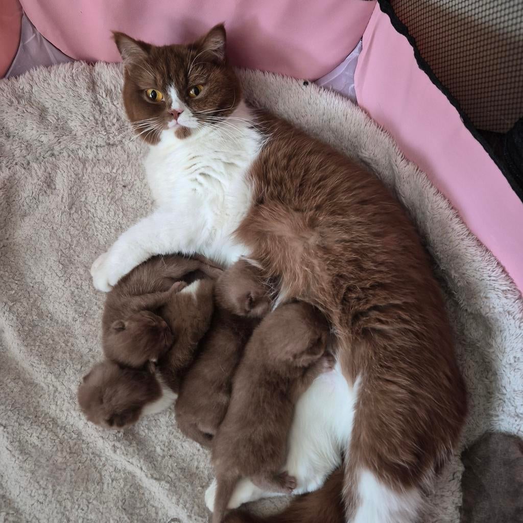 Briskorthaar kittens, Dieren en Toebehoren, Meerdere dieren, Met stamboom, 0 tot 2 jaar