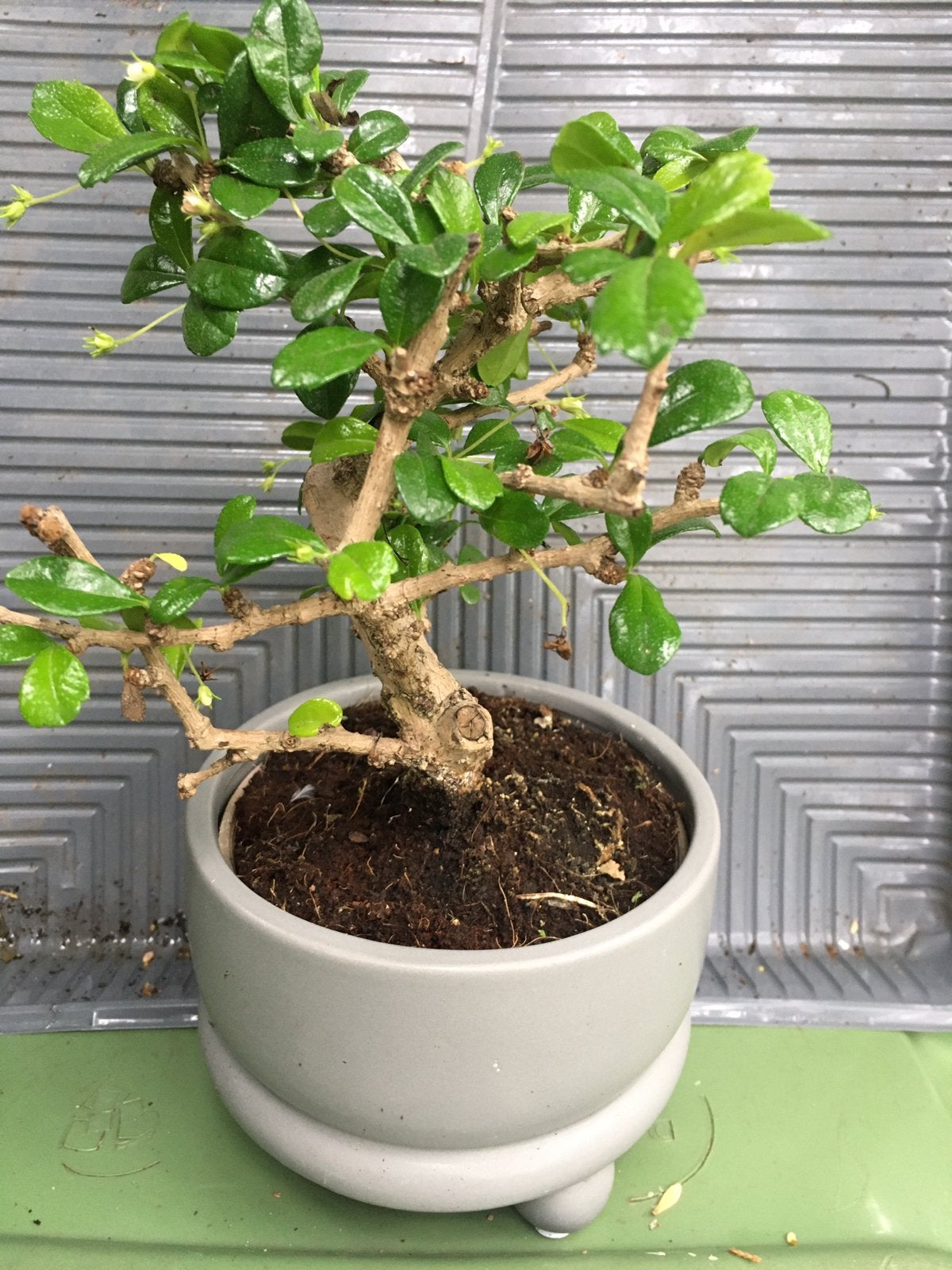 Bonsai carmona in pot., Huis en Inrichting, In pot, Minder dan 100 cm, Bloeiende kamerplant, Bonsai