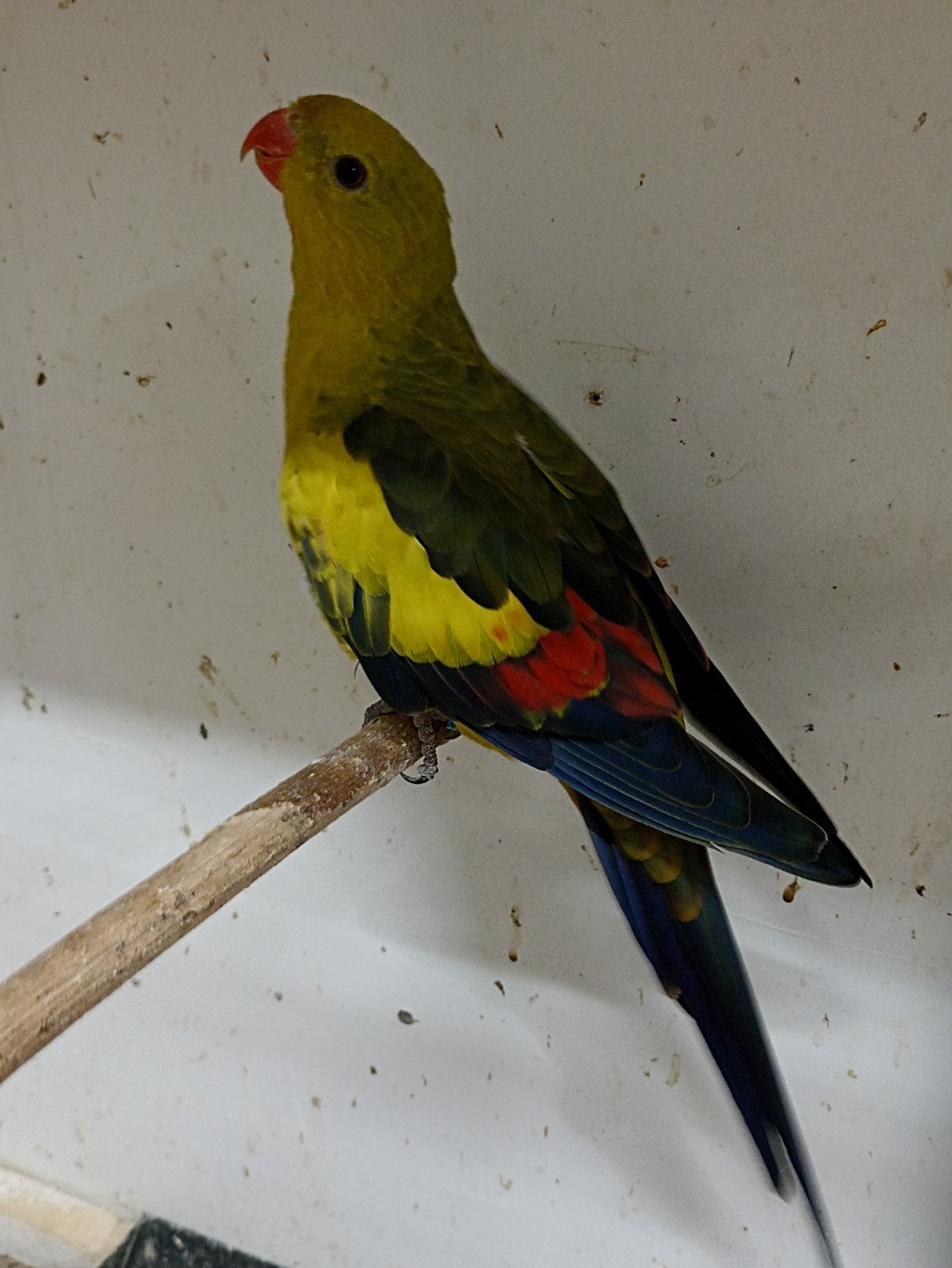 koppel bergparkieten, Meerdere dieren, Dwergpapegaai of Agapornis, Geringd