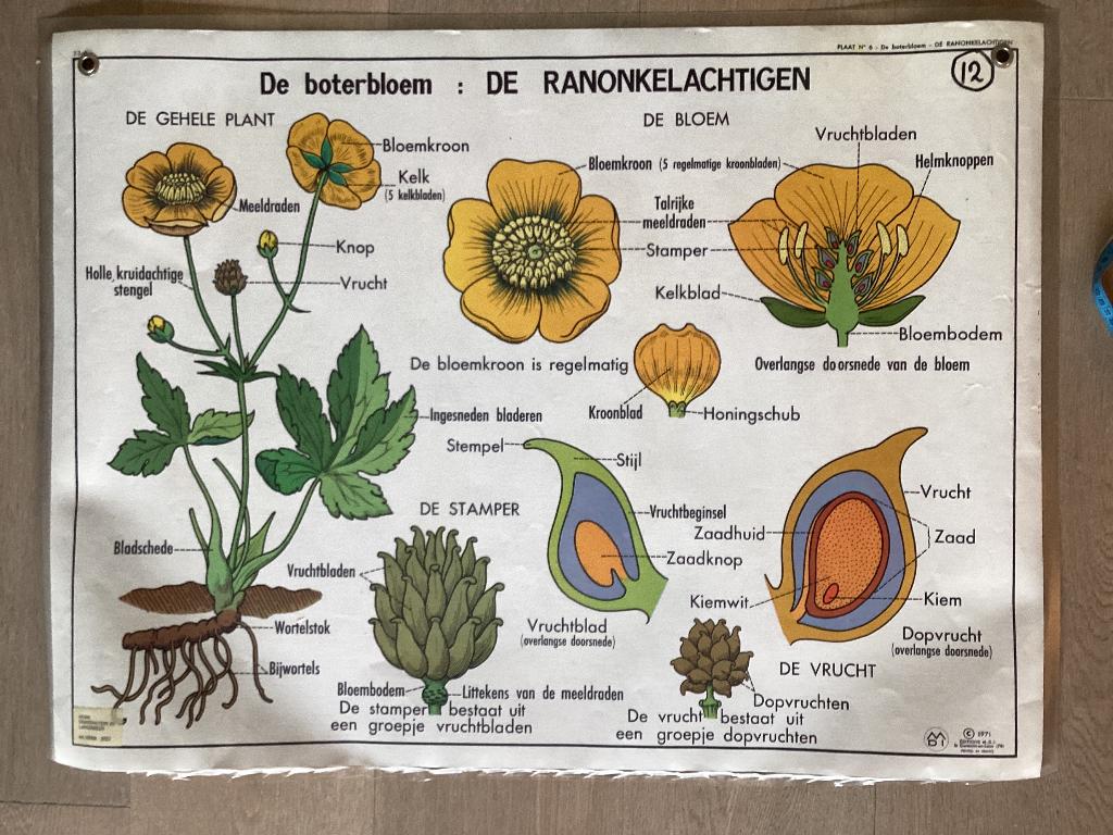 Schoolplaat 1971, de boterbloem, de muurbloem, wandplaat, Ophalen of Verzenden, Natuur en Biologie