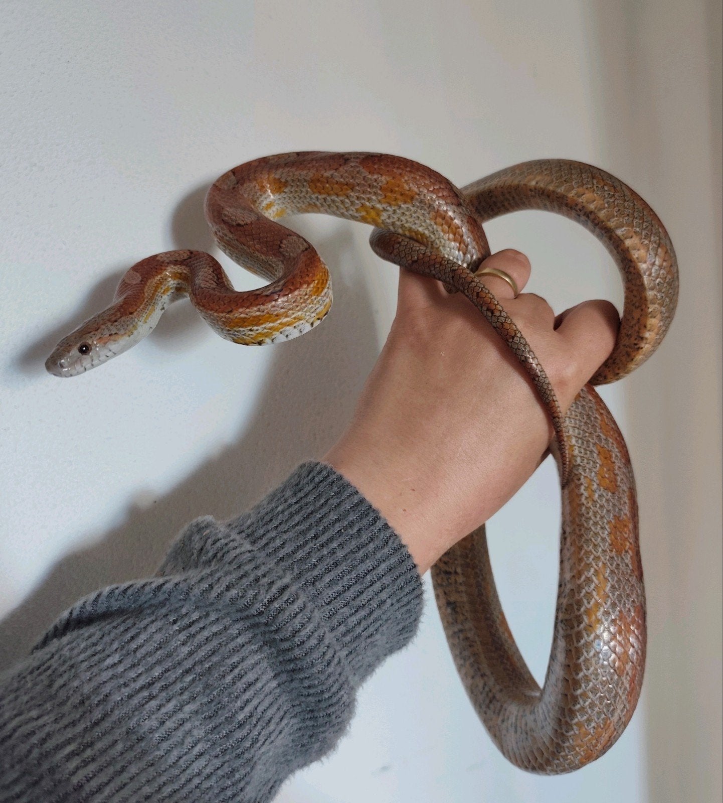 Meerdere rattenslangen beschikbaar Rat Snake - female for sale from SMM