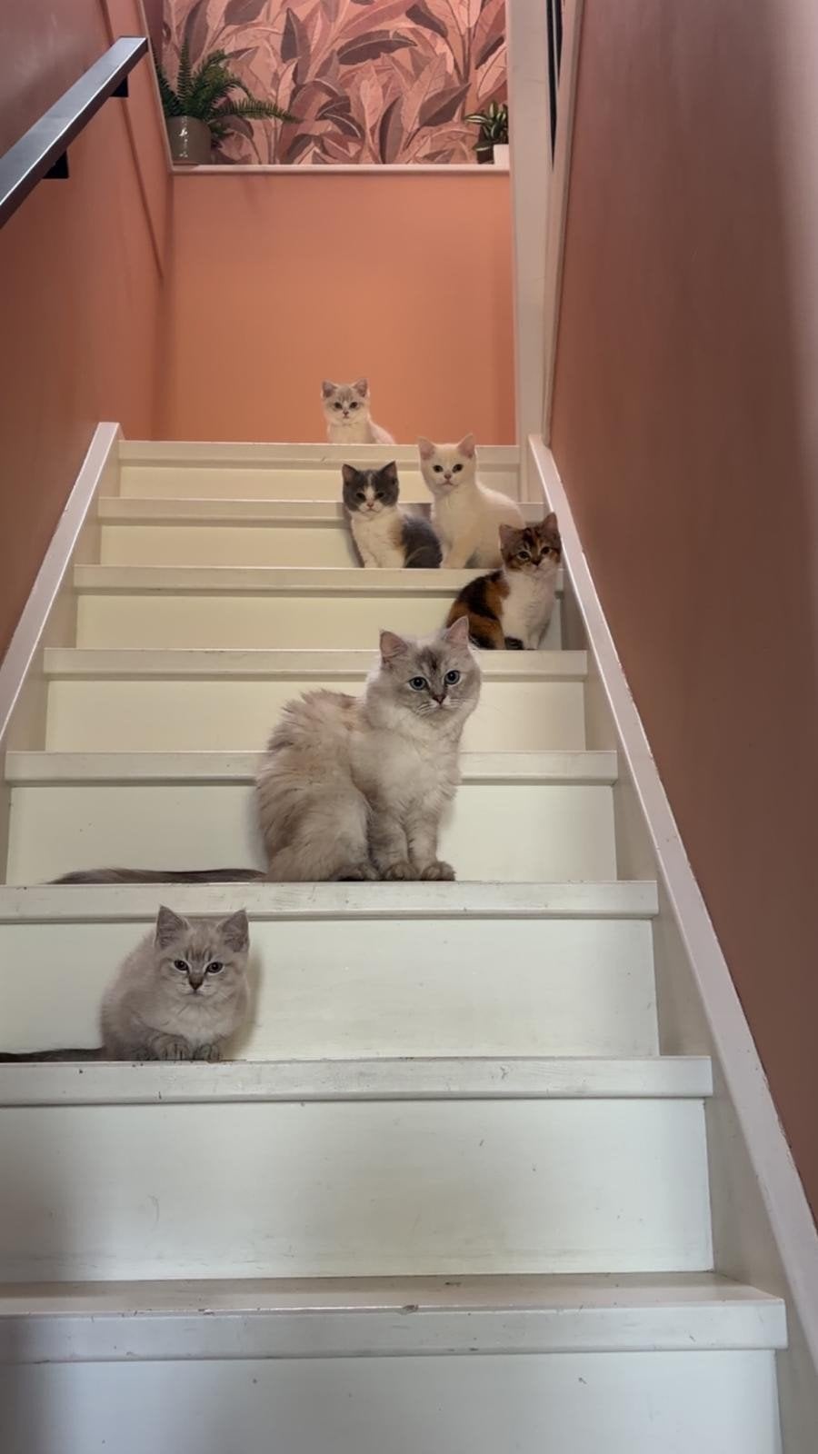 Britse korthaar point lapje tortie blauw grijs bicolour, Meerdere dieren, Gechipt, 0 tot 2 jaar
