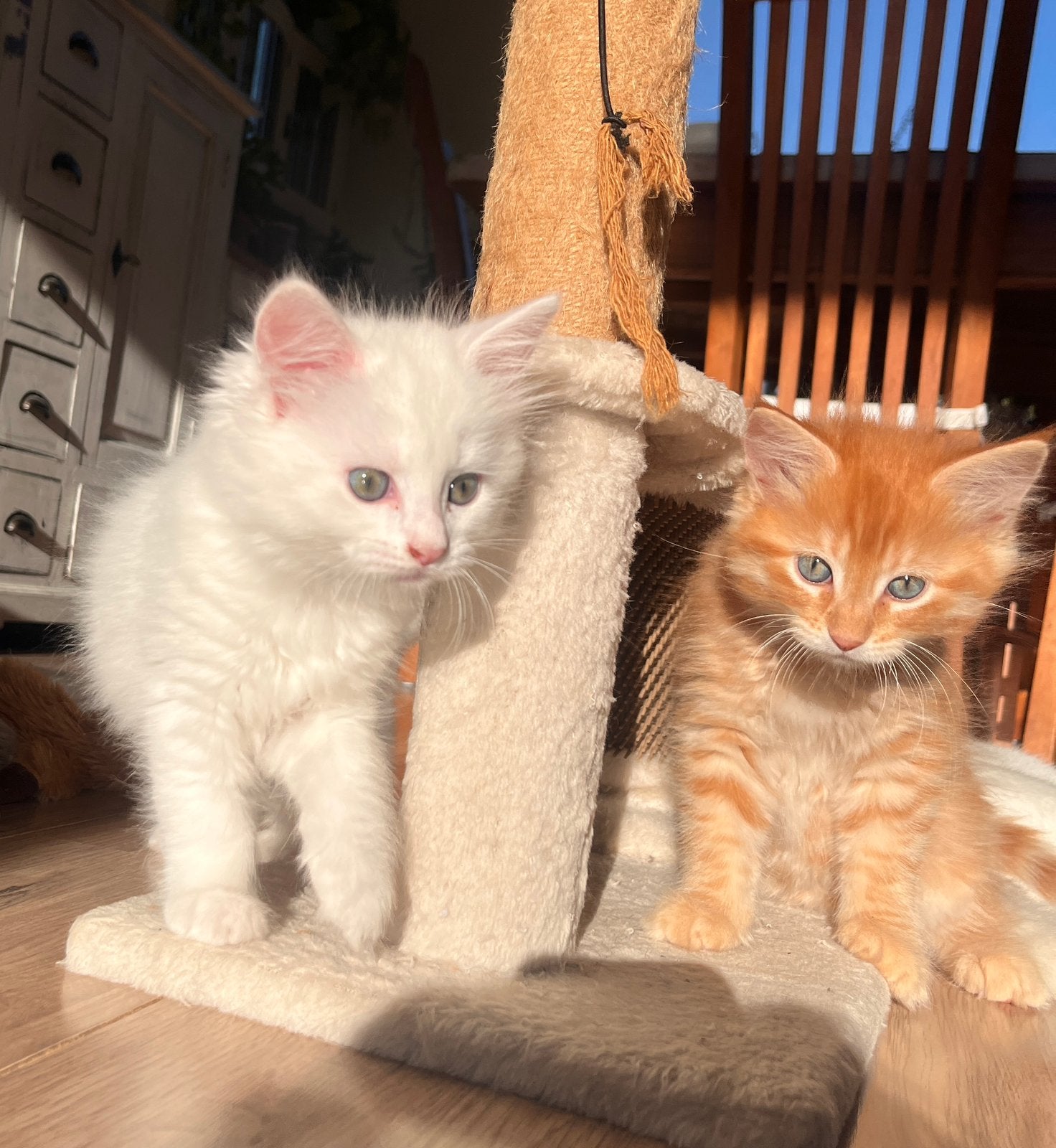 Langharige kittens, Meerdere dieren, Ontwormd, 0 tot 2 jaar