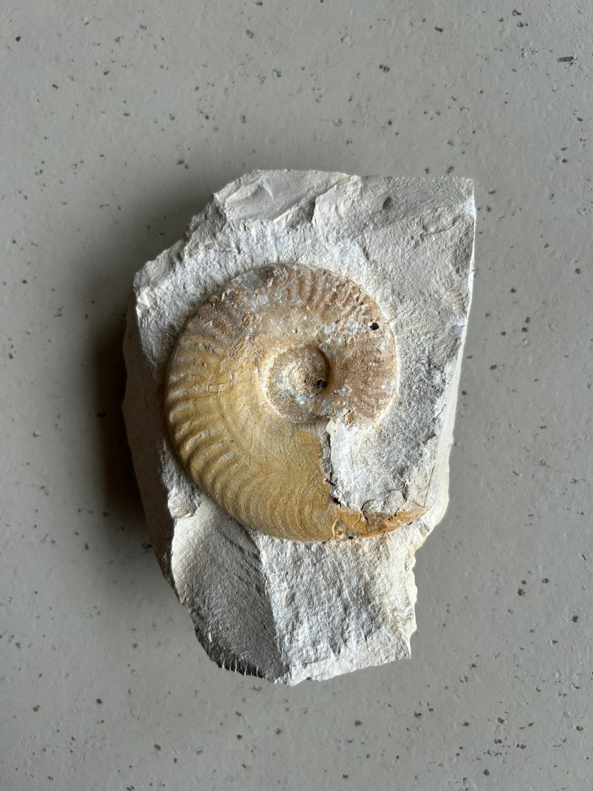 Fossiele Ammoniet uit Frankrijk – 8 à 9 cm – In Kalksteen, Ophalen of Verzenden, Fossiel