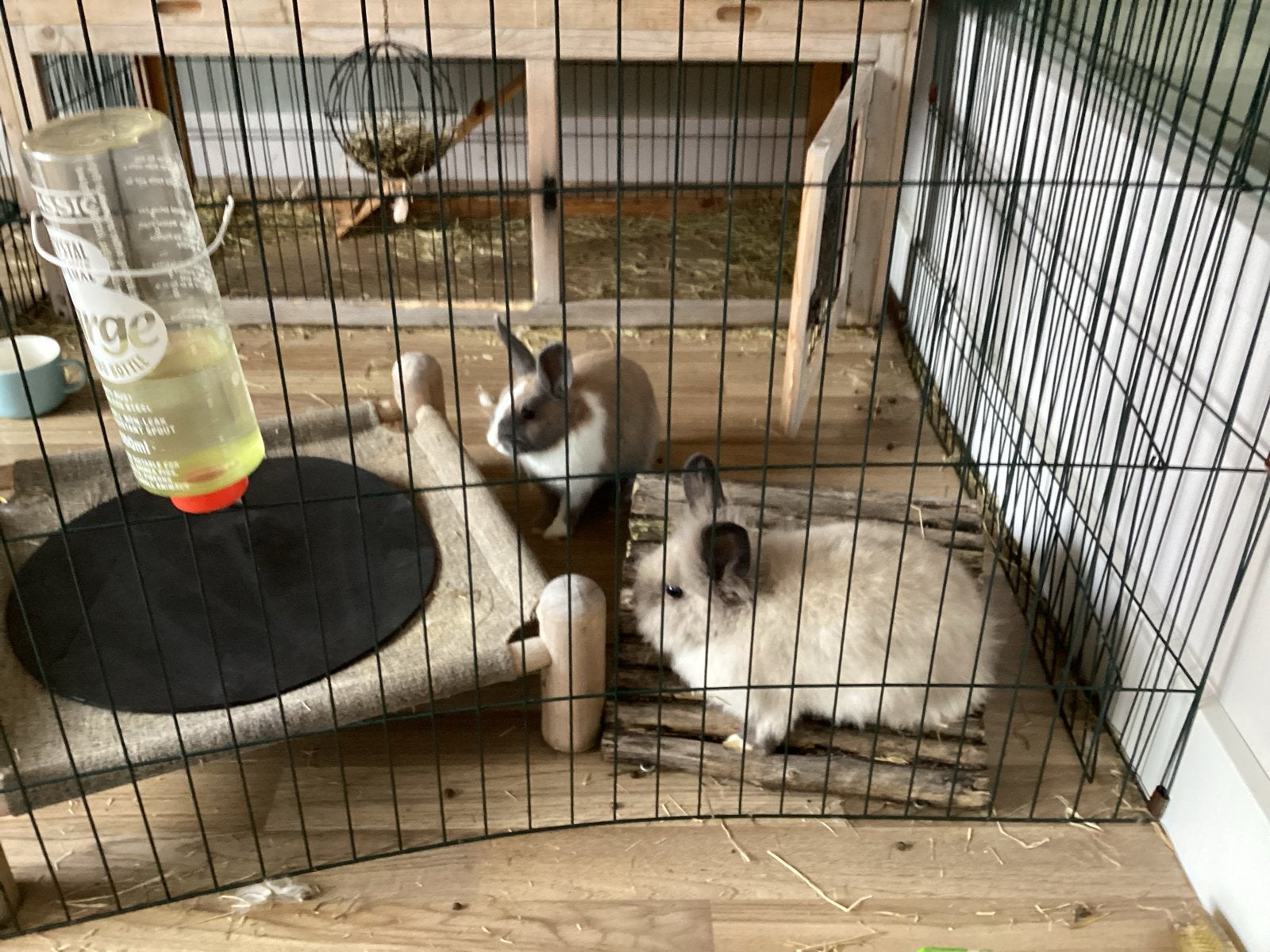Twee lieve dwergkonijnen met kooi, Dieren en Toebehoren, Ophalen