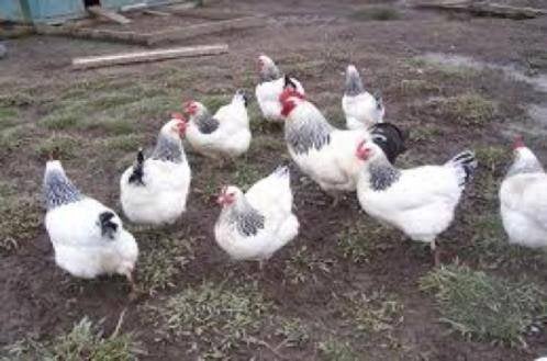 Sussex kippen., Dieren en Toebehoren, Pluimvee, Kip, Vrouwelijk