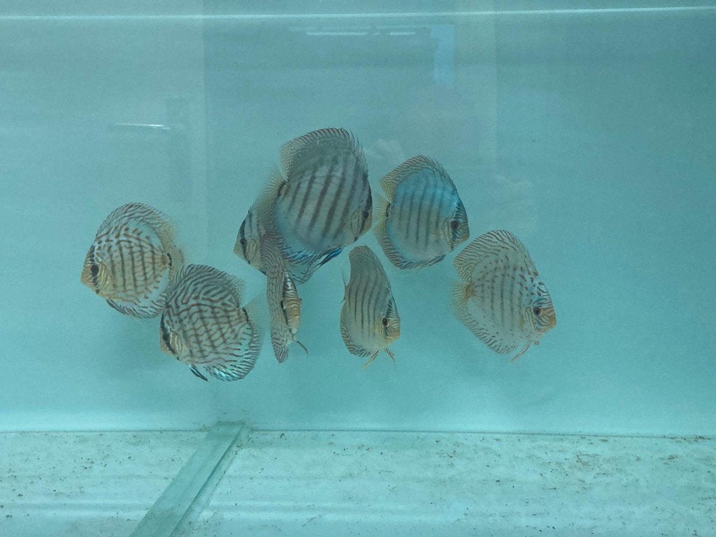 Blueface Heckel discus – Stöcker-lijn – 14–18 cm, Dieren en Toebehoren, Vis, Zoetwatervis, Schoolvis
