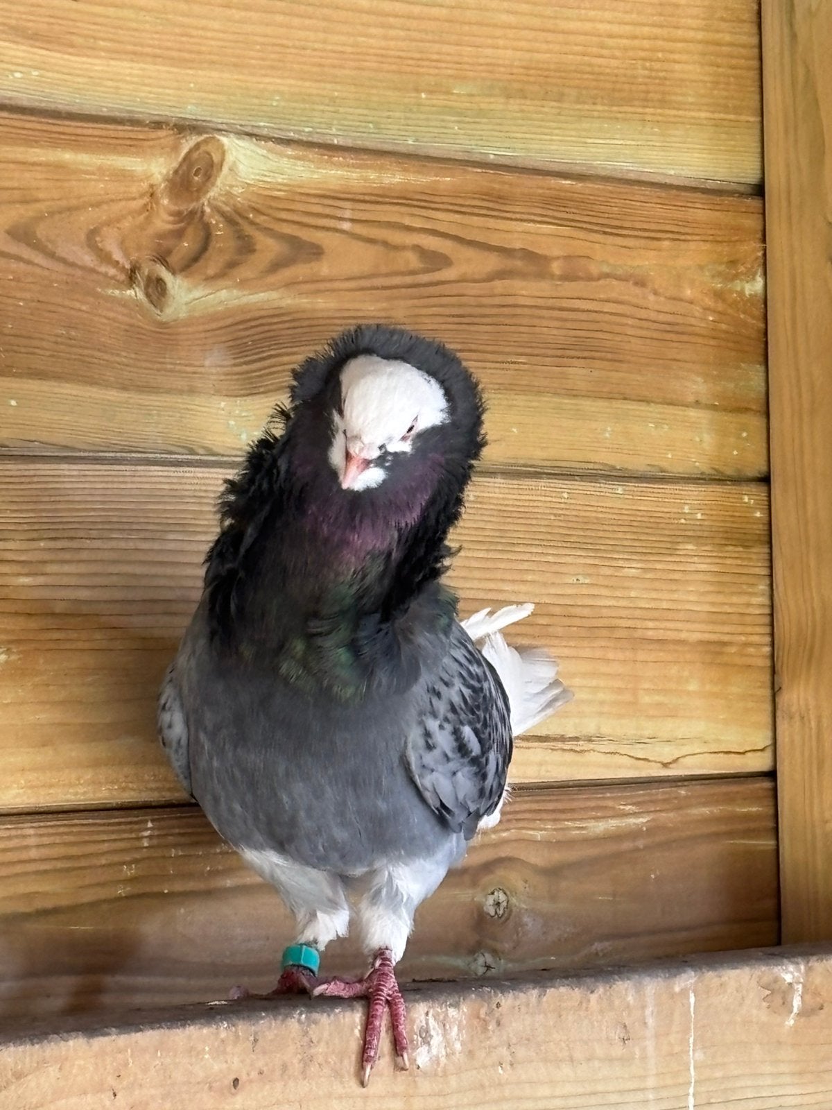 Doffer en duivin kapucijners, Dieren en Toebehoren, Vogels | Duiven, Meerdere dieren