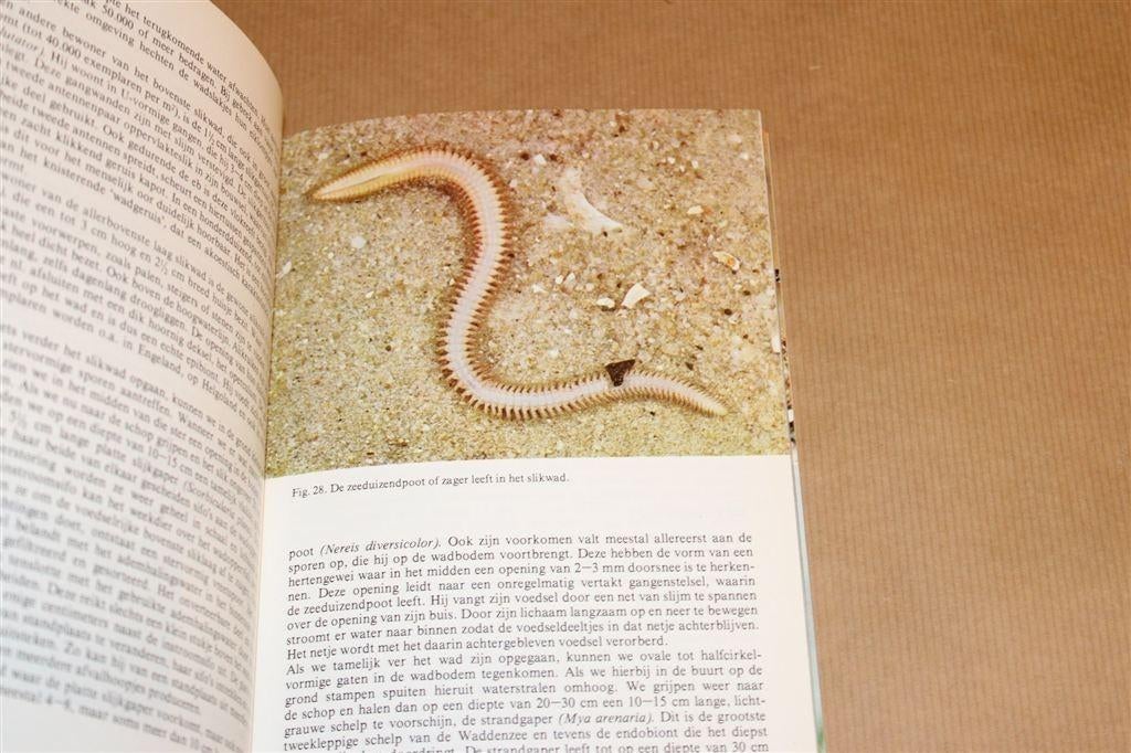 Het Wad — Thieme\'s Zakboek voor Natuurvrienden, Ophalen of Verzenden, Zo goed als nieuw