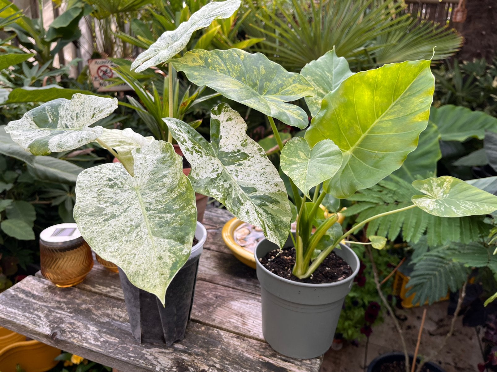 Twee verschillende bonte Alocasia’s, Ophalen, Overige soorten, In pot, Halfschaduw