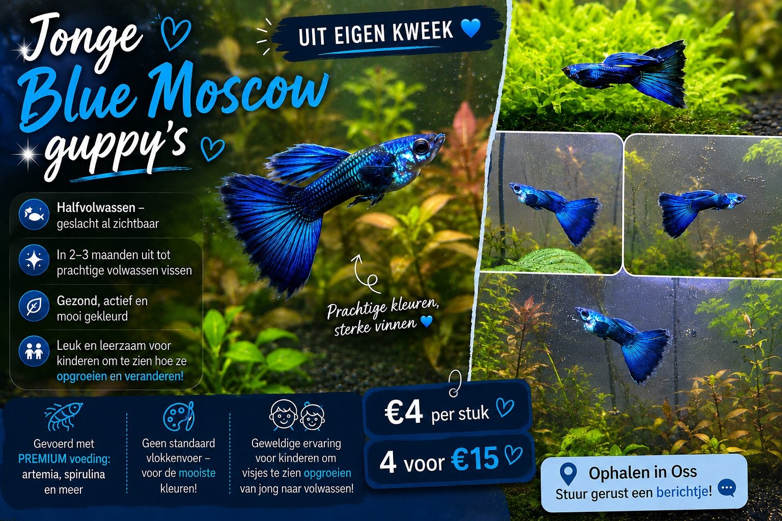 Jonge Blue Moscow guppy’s uit eigen kweek, Vis