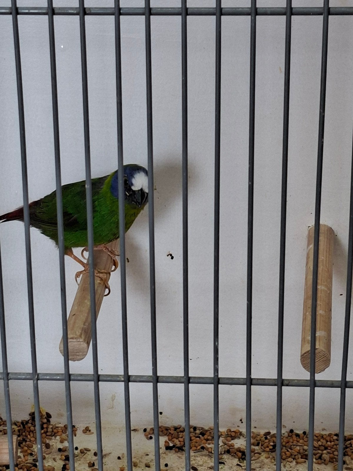 bonte driekleur amedine man, Dieren en Toebehoren, Vogels | Overige Vogels, Mannelijk