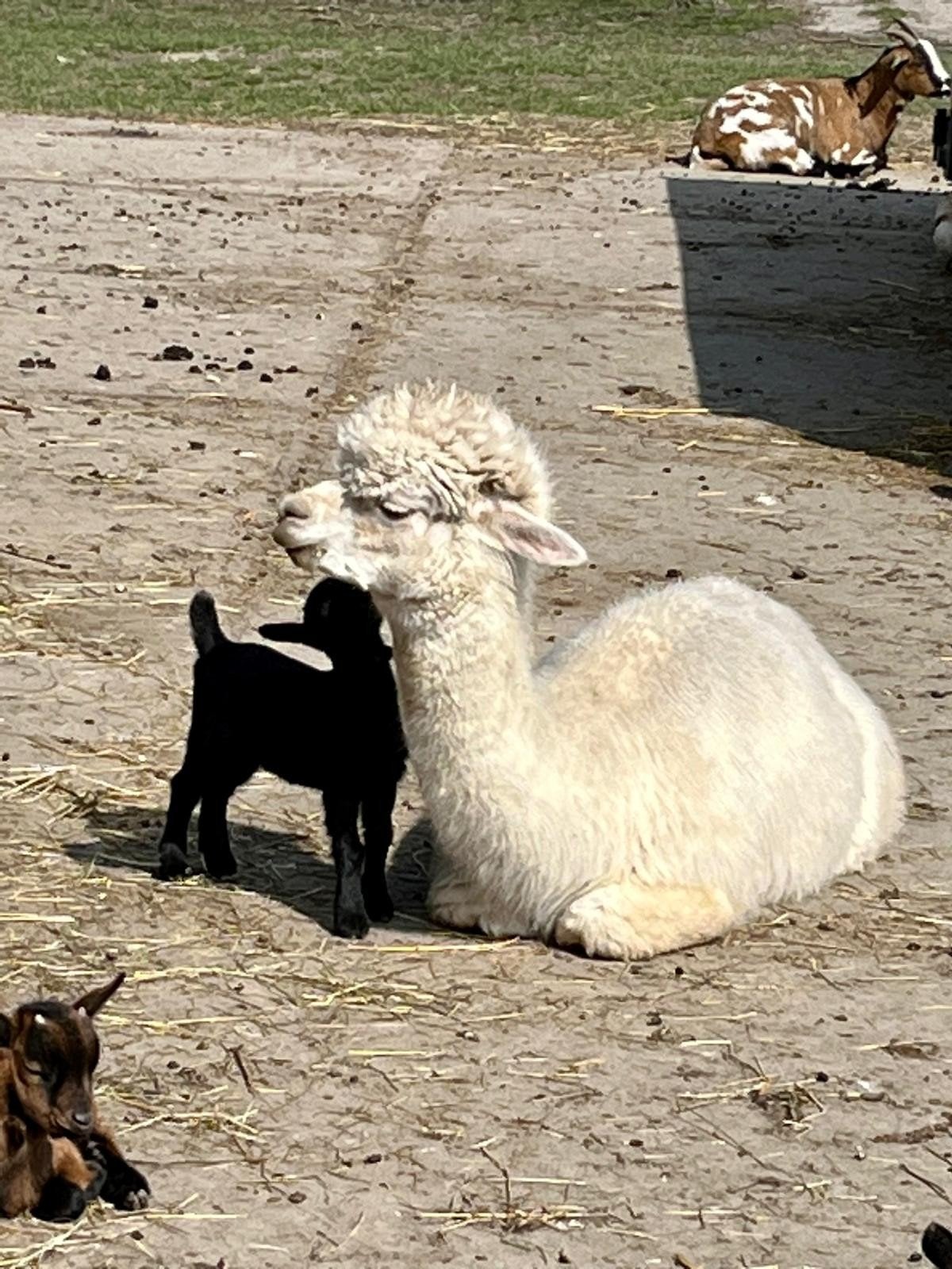 alpaca wol wit, Hobby en Vrije tijd, Ophalen, Nieuw, Spinwol