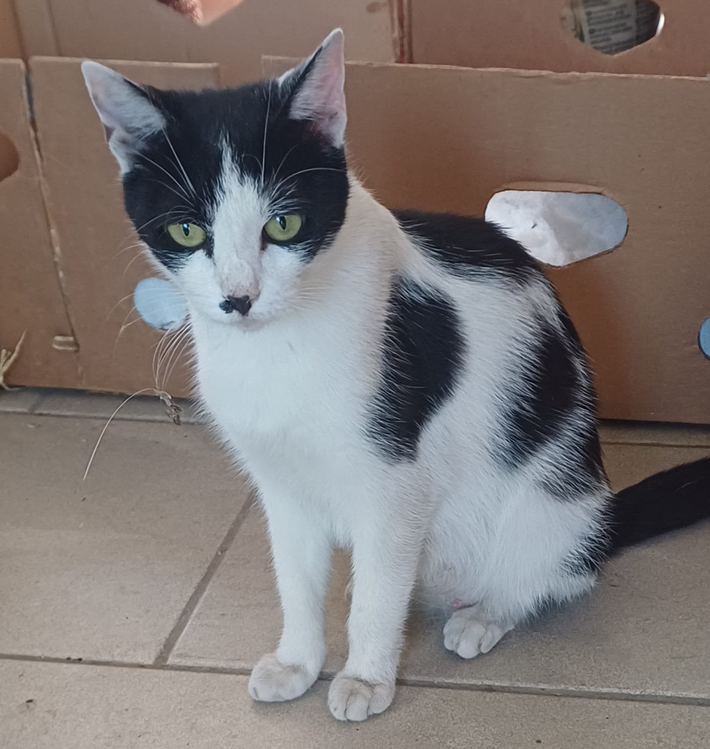 6 kittens, Dieren en Toebehoren, Poes