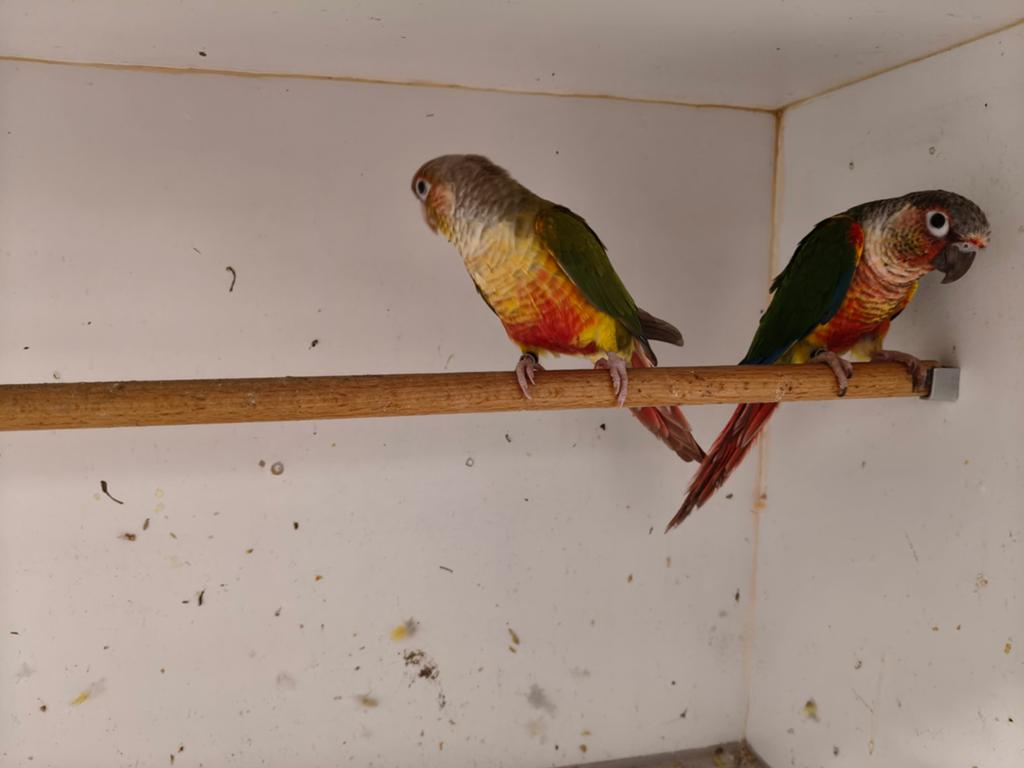 Pyrrhura molinea bewezen koppel, Meerdere dieren, Papegaai, Geringd