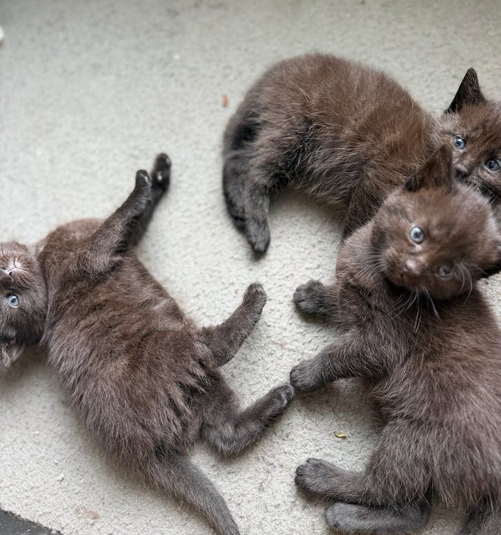 Pluizige Noorse boskat X kittens mogen verhuizen, Meerdere dieren, Ontwormd, 0 tot 2 jaar