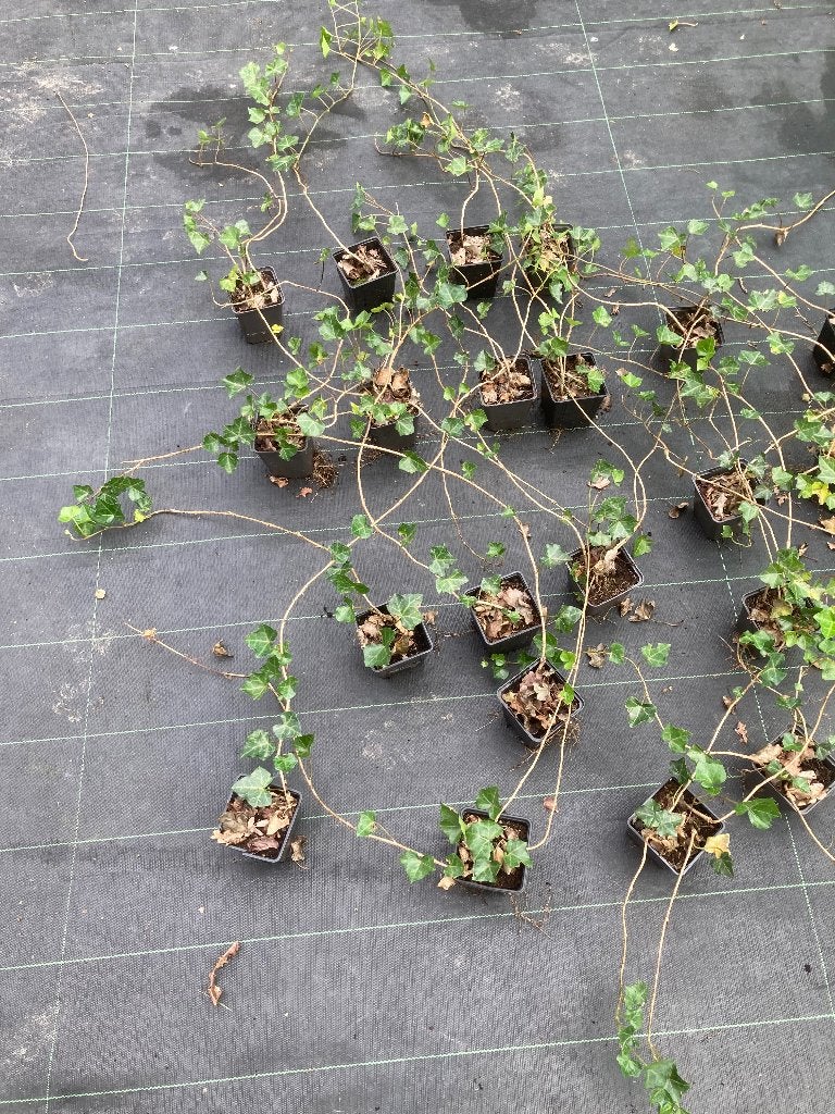 Hedera hibernica 60-80 cm € 1,00, Ophalen, Bloeit niet, Klimplanten, Halfschaduw