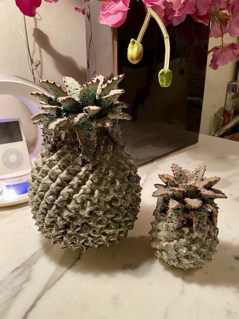 Des Pots Ananassen, Handgemaakt, Ophalen of Verzenden, Zo goed als nieuw, 22 cm