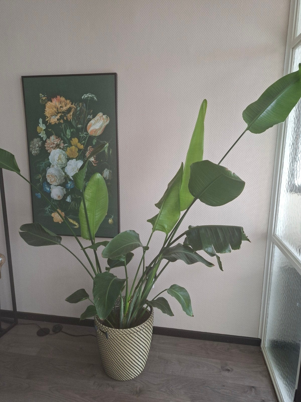 Strelitzia Nicolai, Huis en Inrichting, Ophalen, Halfschaduw