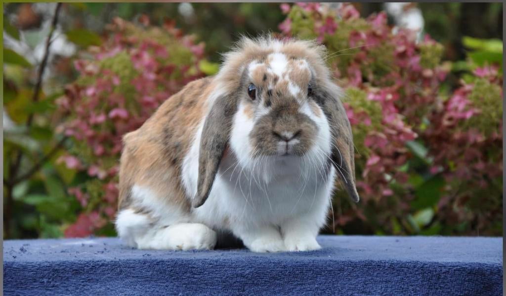 Lief voedster konijn, Dieren en Toebehoren, Konijnen, Vrouwelijk, Middelgroot, Hangoor