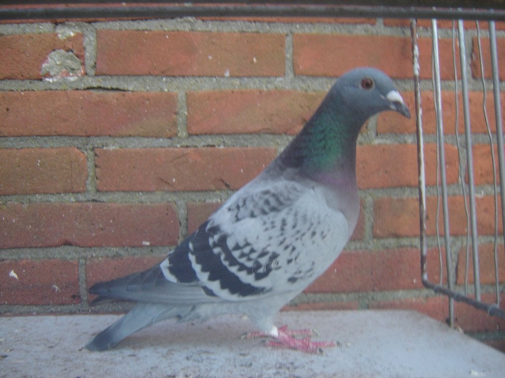 Kleur..duif '', Dieren en Toebehoren, Vrouwelijk, Postduif