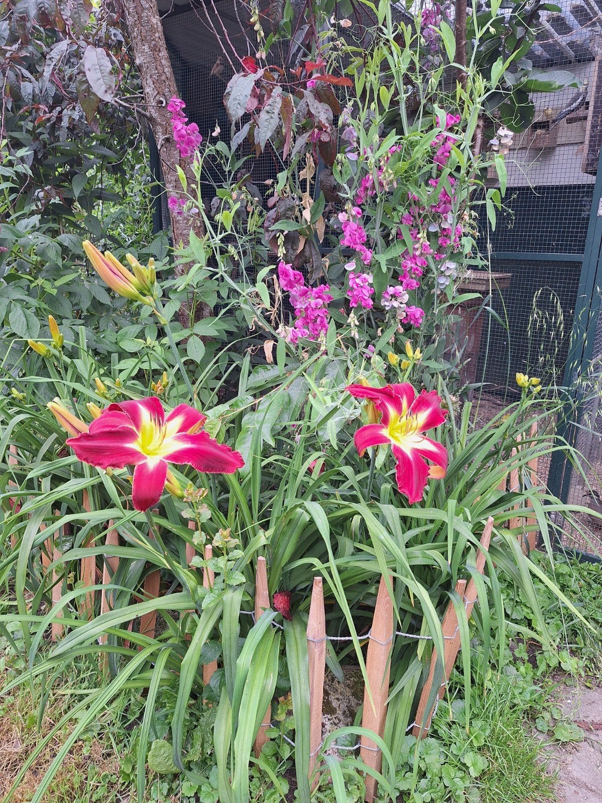 diverse hemerocallis pollen !, Tuin en Terras, Planten | Tuinplanten, Ophalen, Zomer, Overige soorten, Volle zon