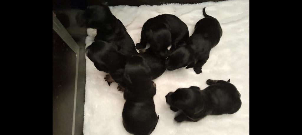 Ceskyterriër pups, Parvo, 8 tot 15 weken, Meerdere, Nederland